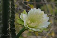 Cereus pterogonus